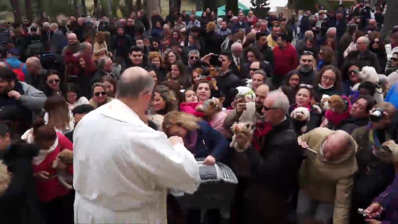 Bendición de animales en Orihuela